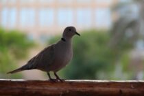 しつこいベランダの鳩対策は何が有効？被害が大きくなる前に対策を！