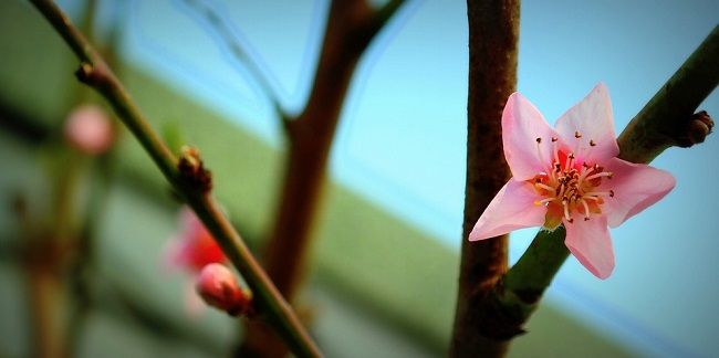 6.剪定が終わった後のもうひと仕上げとは