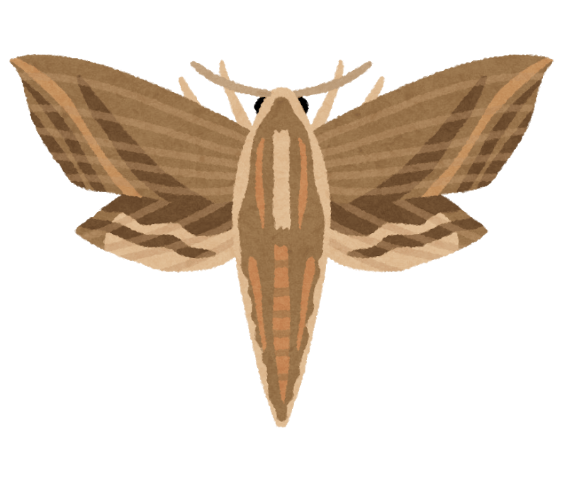 オリーブの木につく害虫③スズメガ