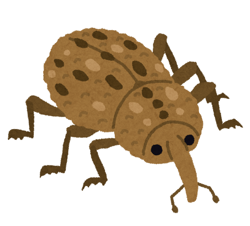 オリーブの木につく害虫①オリーブアナアキゾウムシ