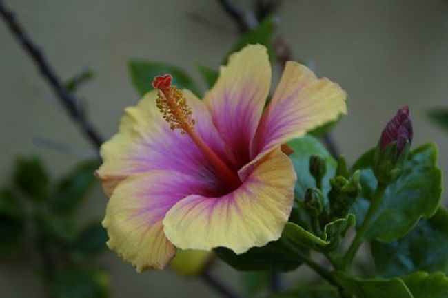 ハイビスカスの植え替え時期と方法