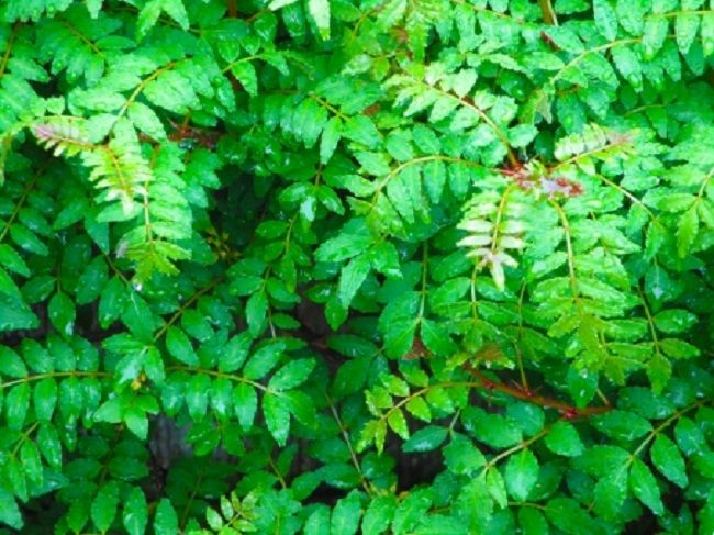 山椒に与える水や肥料の適切な量