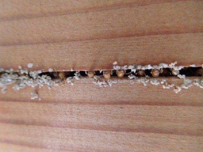 築5年以降、シロアリの被害の危険性が高くなる?