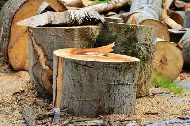 木材を購入する際は「森林認証」を確認