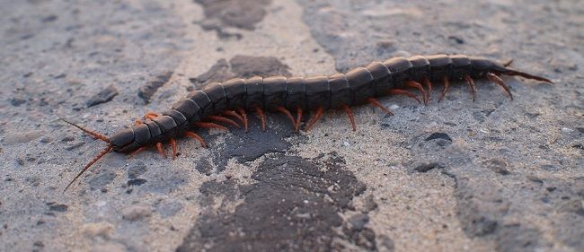 7.ムカデの特徴！ヤスデやゲジゲジとの違いは？