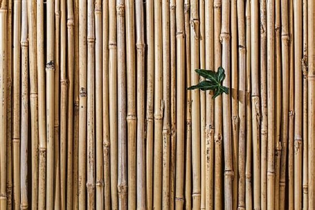 竹の生長を止める・枯らす方法
