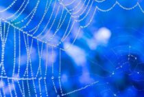 蜘蛛を駆除する方法は？実は蜘蛛がいることでメリットになるかも？