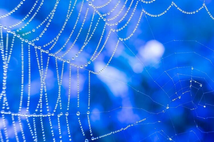 蜘蛛を駆除する方法は？実は蜘蛛がいることでメリットになるかも？