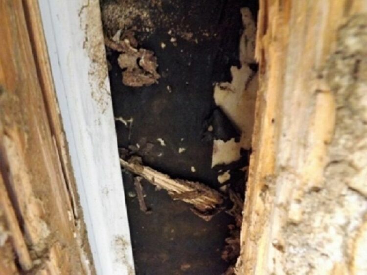 シロアリ被害は北海道でも…シロアリは寒さに強くなってきている？