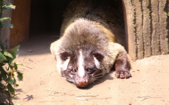アナグマとハクビシンの違い
