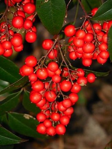 南天の植え付けと植えかえ、種まき