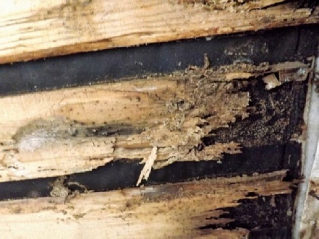 どんな種類のシロアリが北海道に？