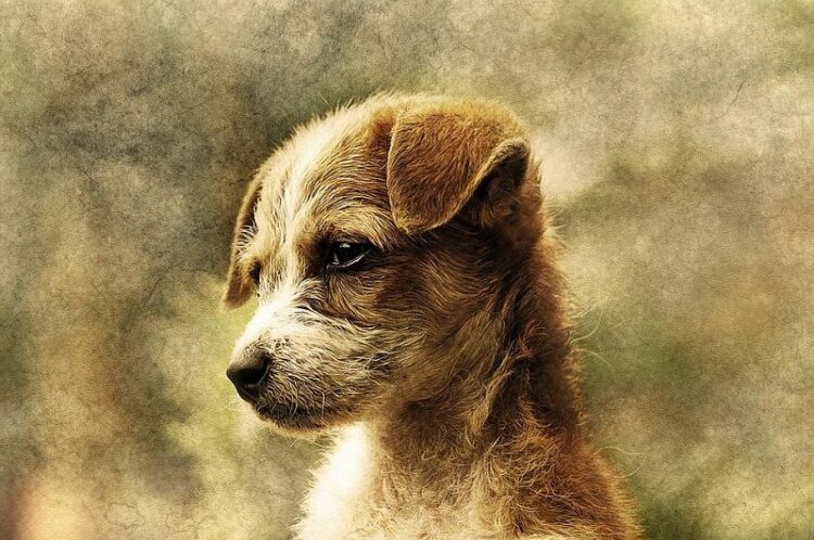 愛犬の遺骨はどこに供養すればいい?飼い主も愛犬も安心の供養方法