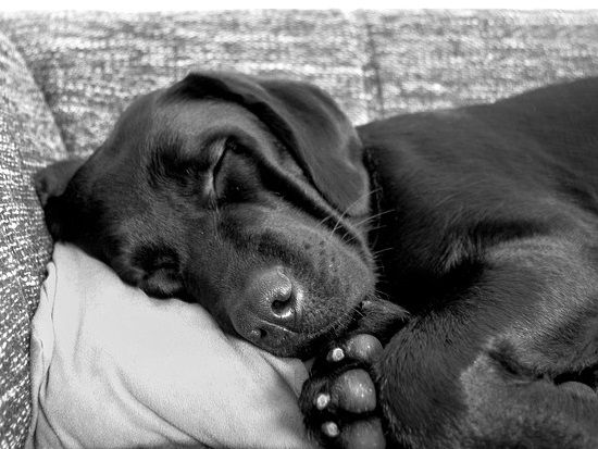 ペットが亡くなってから何日間は安置しても平気？