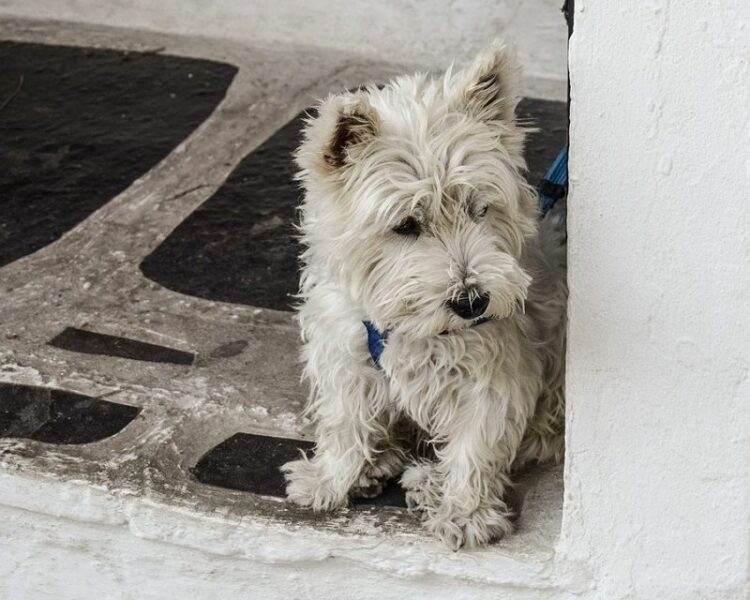 ペットが亡くなったら保健所に届ける？もしものときの選択肢について