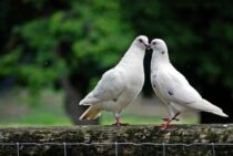 鳩の種類は意外と多い？ただの鳩がどうして平和の象徴になったのか