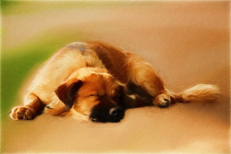 愛犬が死後硬直する前に…最後に飼い主がペットのためにできること