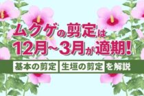ムクゲを剪定して花のある庭木にしよう！正しい時期とお手入れ方法