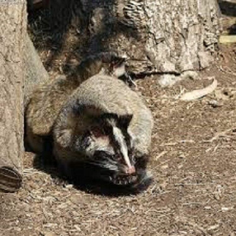 ハクビシンのしっぽは短い？それってタヌキやアナグマのことかも？
