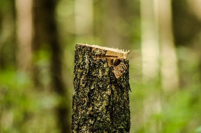 「皆伐」は樹木をすべて採取する