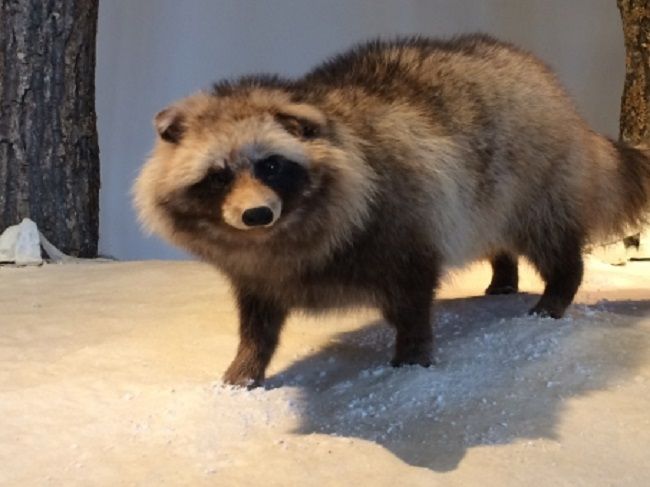 タヌキの生態と被害について