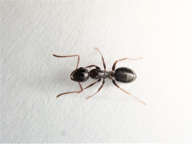 たまに見かけるでかいアリは何者？その正体とは
