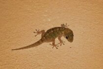 ヤモリは虫を食べに家の中に…害虫対策でヤモリも対策！