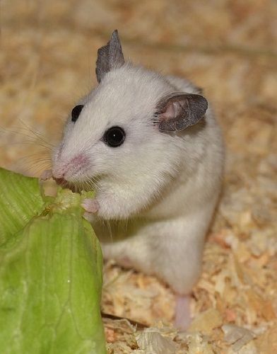 ネズミは家のどこにいる？