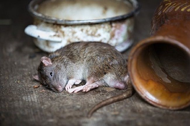 ネズミを捕獲しても直接触らないで