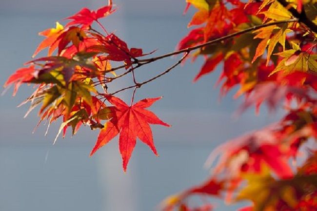 もみじ盆栽と地植えのもみじの管理は違う？