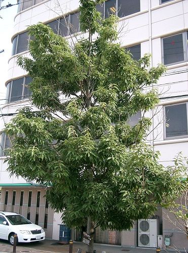 シラカシの育て方