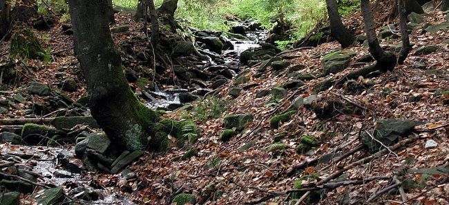 竹の繁殖力はその「根」にあり？