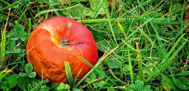 ハエの種類と生態