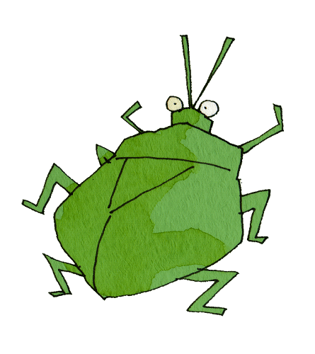 オリーブの木につく害虫⑤カメムシ