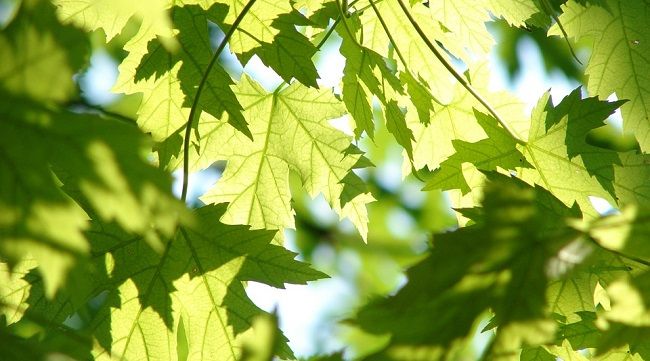 2.剪定時期は【夏季】と【冬季】があります