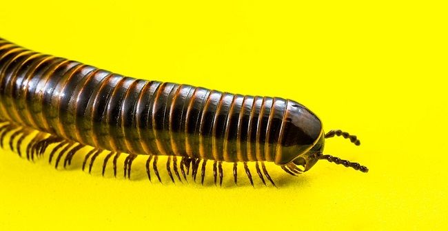 7.ムカデの特徴！ヤスデやゲジゲジとの違いは？
