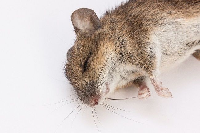 ネズミ駆除の方法と手順について