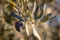 オリーブの木につく害虫と益虫について。天敵を利用した防虫方法