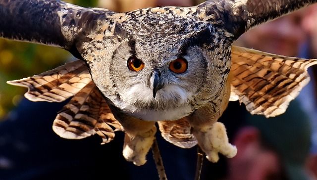 鳩の天敵は意外と多い！