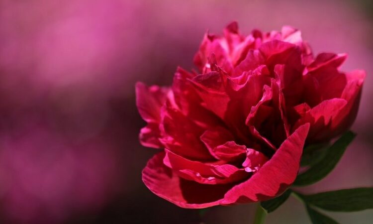 大きくきれいな牡丹の花を咲かせるために…牡丹の剪定はどうすれば