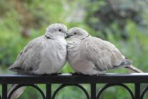 ハトが空飛ぶネズミであると言われる理由って？その恐ろしい秘密…
