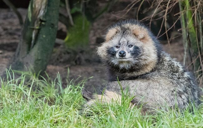 タヌキの生態と特徴