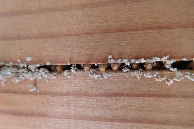 シロアリが形成する社会構図