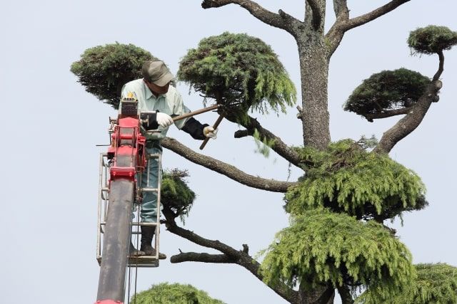 黒松の剪定が難しければプロに依頼しよう