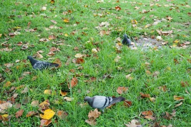 日本に生息している鳩の種類