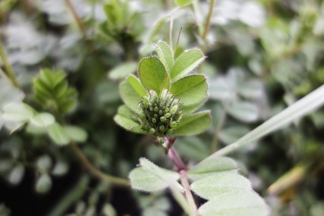 庭木に多い害虫の種類