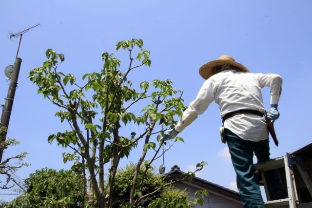 庭木が病気にかかる原因