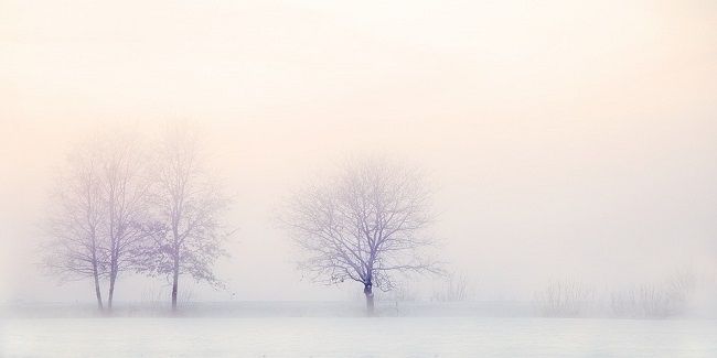 伐採だけで竹を枯らしたいなら！伐採に適切な時期