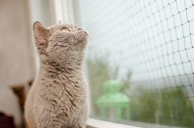 猫がコンセントをかじり感電したらどうなるの？