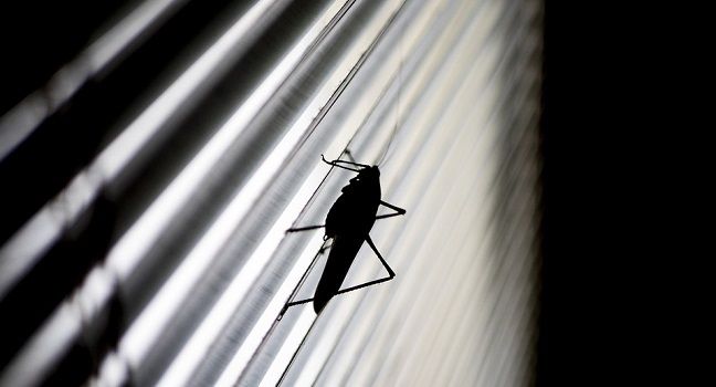 虫が入らないようにする方法
